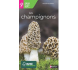 Gros plan sur les champignons