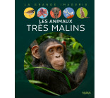 Les animaux très malins