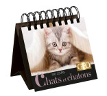 365 jours Chats et chatons  - Calendrier Géo