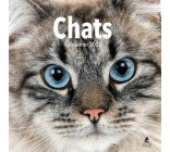 Chats - Calendrier 2022