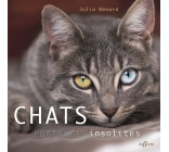 Chats, portraits insolites