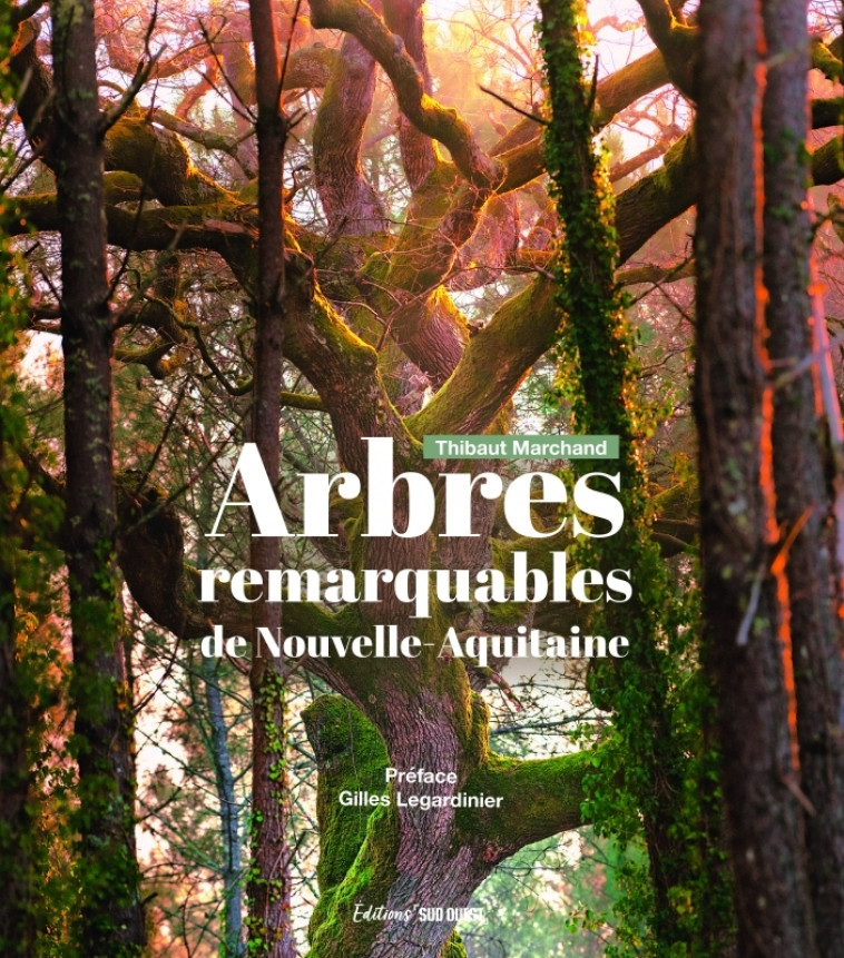 Arbres remarquables de Nouvelle-Aquitaine - Thibaut Marchand - SUD OUEST