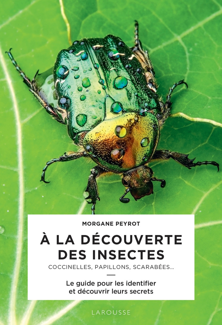 A LA DECOUVERTE DES INSECTES - Morgane Peyrot - LAROUSSE