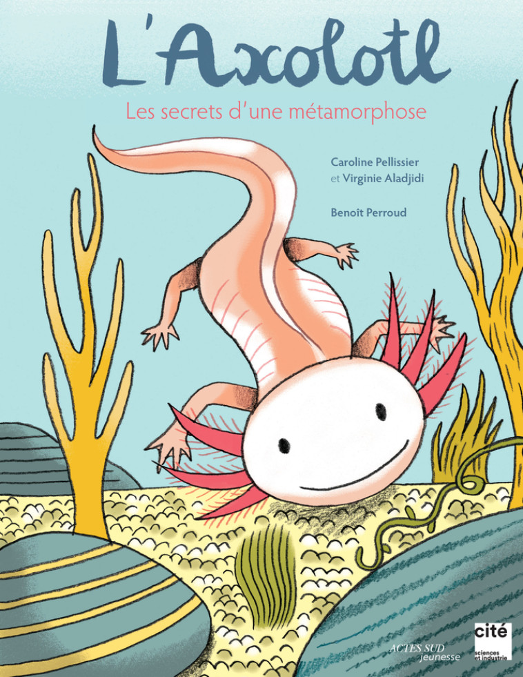 L'axolotl, les secrets d'une métamorphose - Virginie Aladjidi, Caroline Pellissier, Benoît Perroud - ACTES SUD